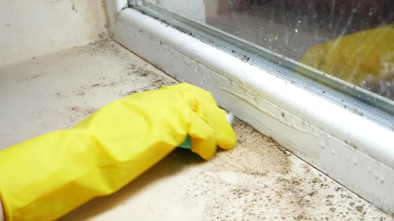 Why You Should Choose Our Mold Remediation Services in California, PA